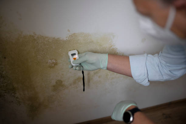 Best Attic Mold Removal  in Great Neck, NY