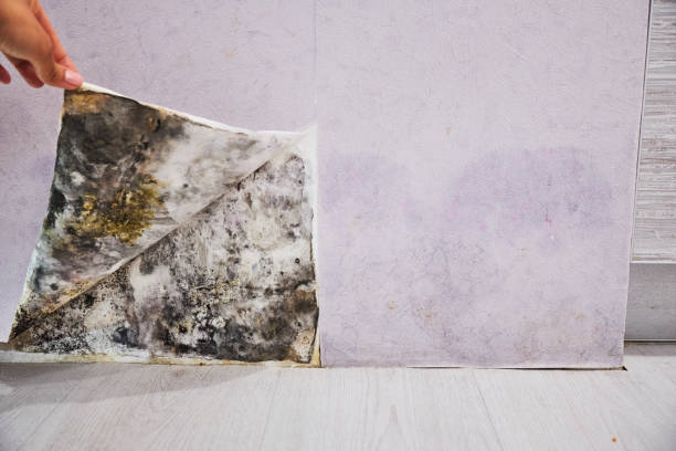 Best Mold Removal Process  in Great Neck, NY